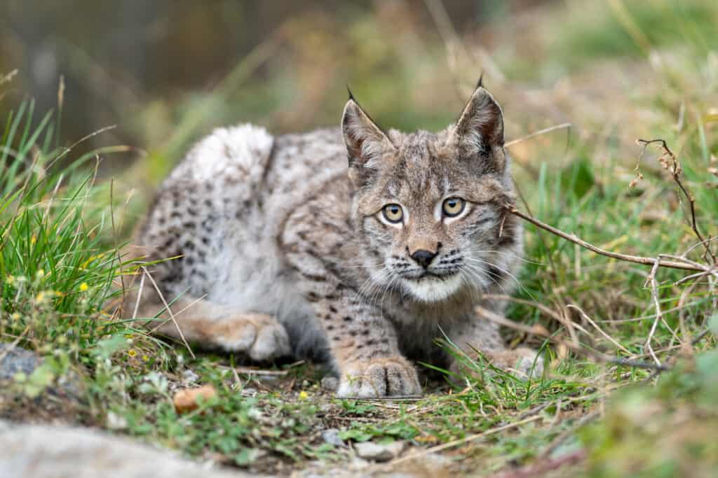 "The Fabled Lynx: A Remnant of Britain's Once Roaming Big Cats" - yeudon