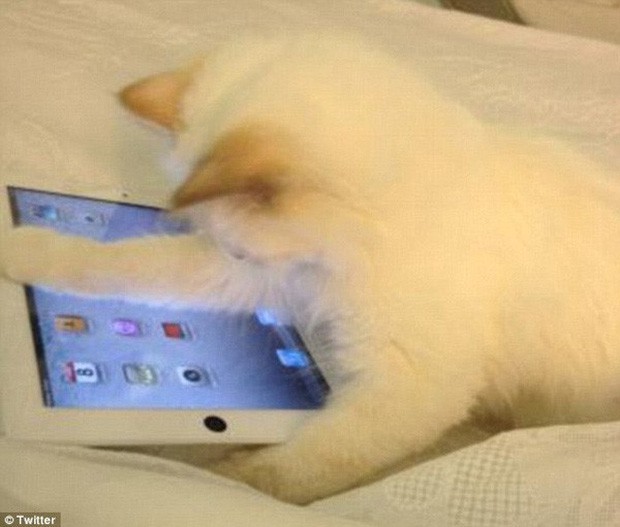 Ngoài ra, Lagerfeld còn sắm cho Choupette một chiếc Ipad để nàng tiện sử dụng.