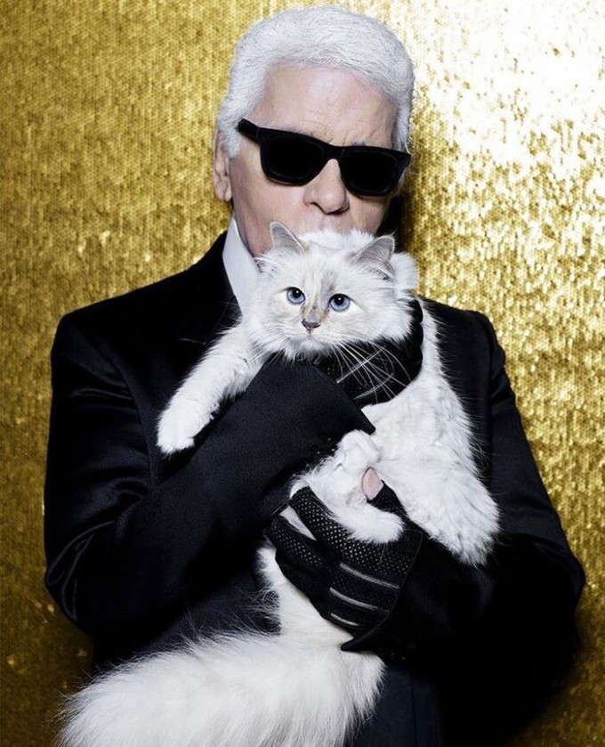 Sau khi ông chủ Karl Lagerfeld – Giám đốc sáng tạo Chanel qua đời năm 2019, chú mèo Choupette được thừa kế 200 triệu USD và trở thành chú mèo giàu nhất thế giới.