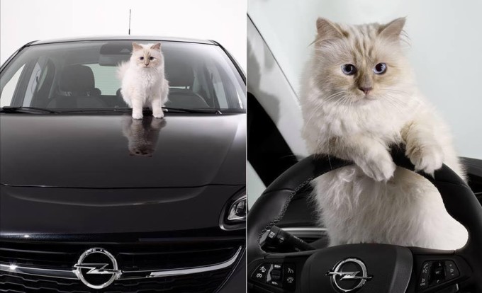 Choupette từng là người bạn luôn đồng hành cùng ông chủ Karl Lagerfeld trên mọi nẻo đường. .