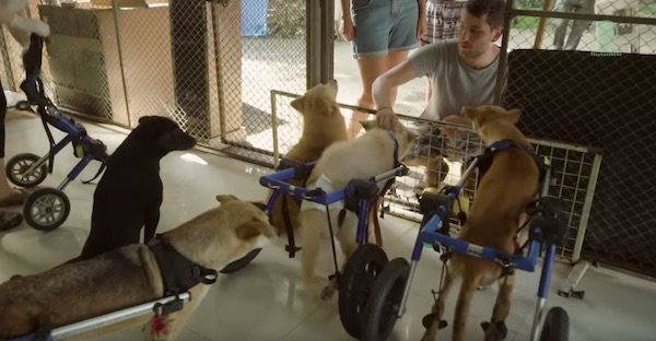 Homeless Dogs with D.is.abi.liti.es Given an Opportunity to Regain Mobility at Elephant Sanctuary