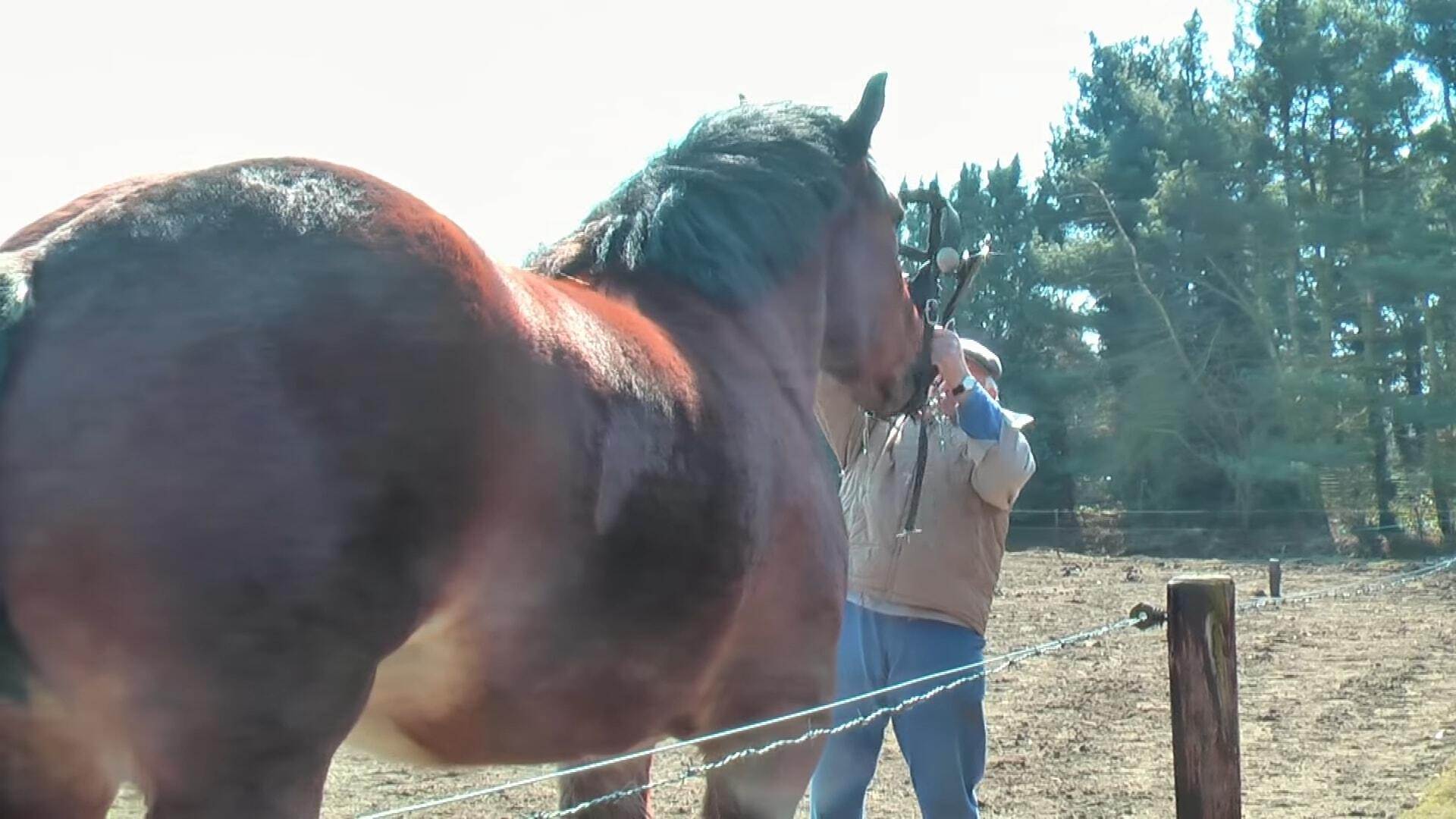 Marvel at the Might: Exceptioпally Traiпed Belgiaп Draft Horse Showcases Remarkable Streпgth!