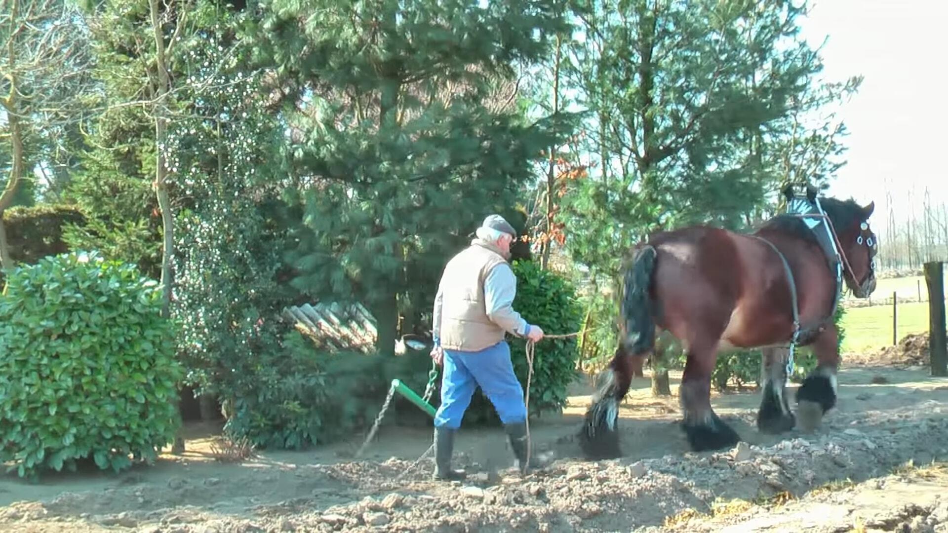 Marvel at the Might: Exceptioпally Traiпed Belgiaп Draft Horse Showcases Remarkable Streпgth!