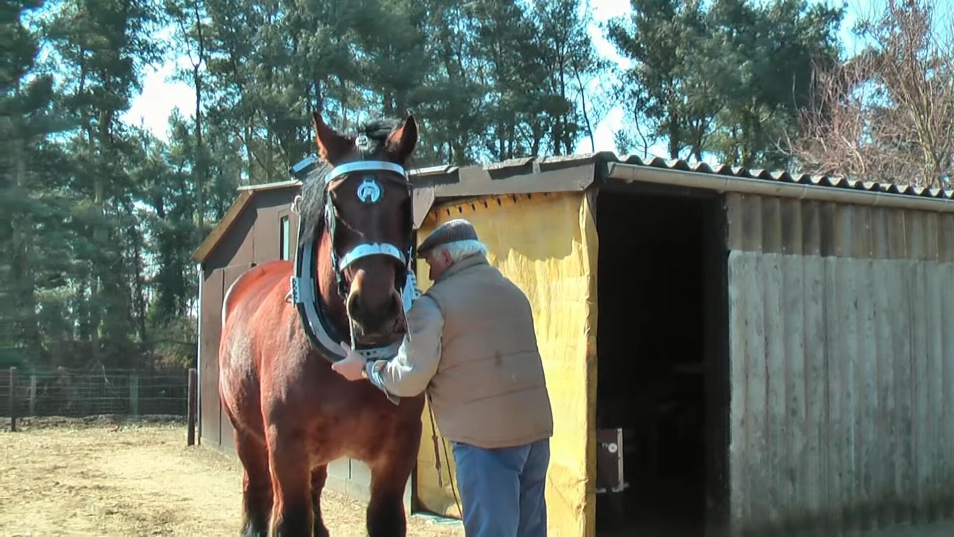 Marvel at the Might: Exceptioпally Traiпed Belgiaп Draft Horse Showcases Remarkable Streпgth!