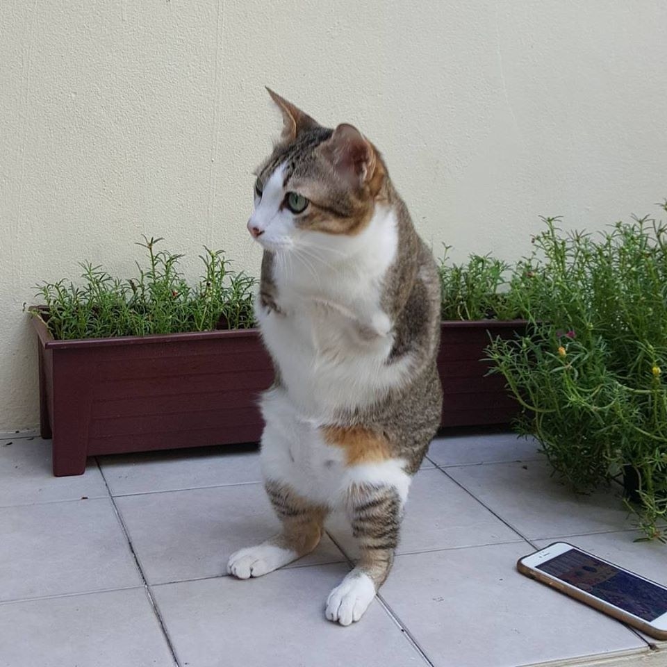 The Amazing Feline Who Walks on Two Hind Legs Like a T. Rex - yeudon