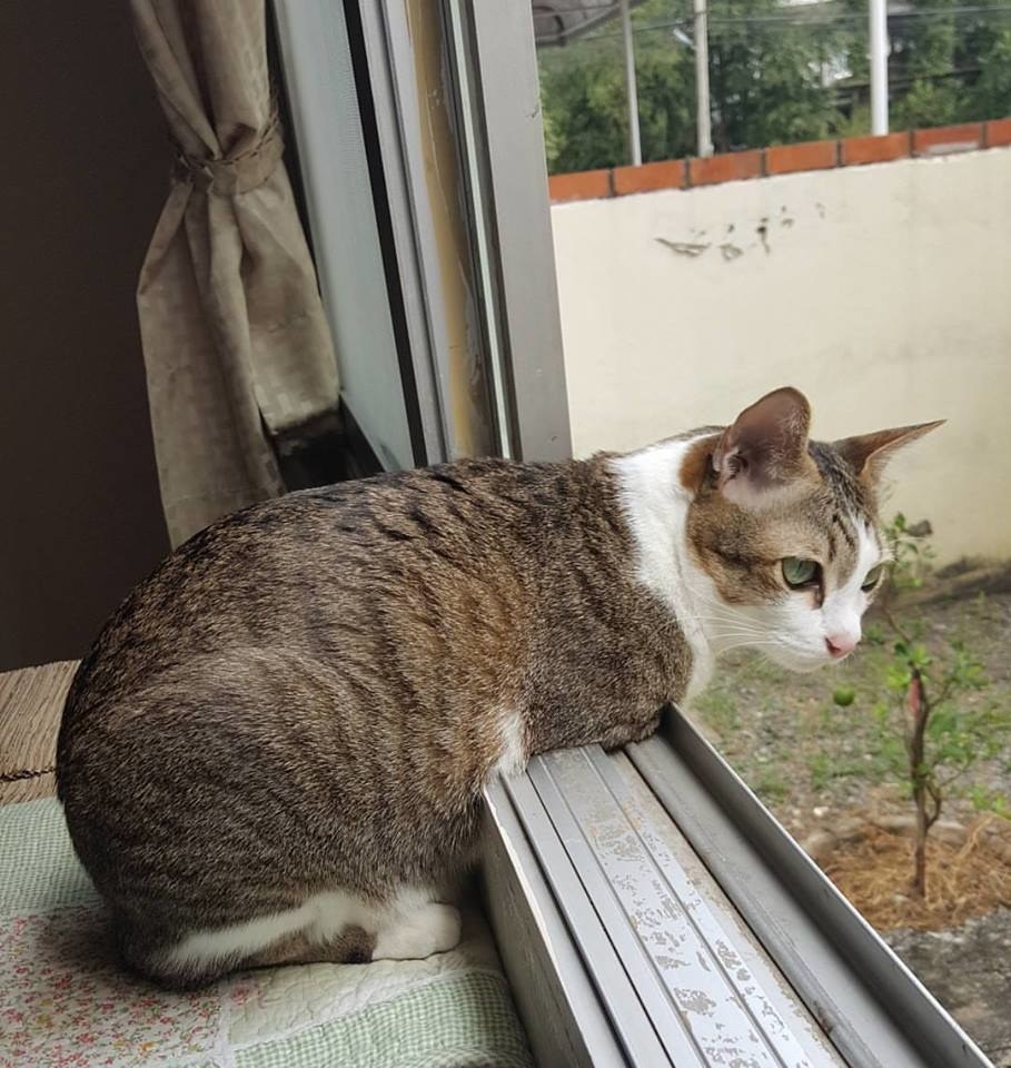 The Amazing Feline Who Walks on Two Hind Legs Like a T. Rex - yeudon