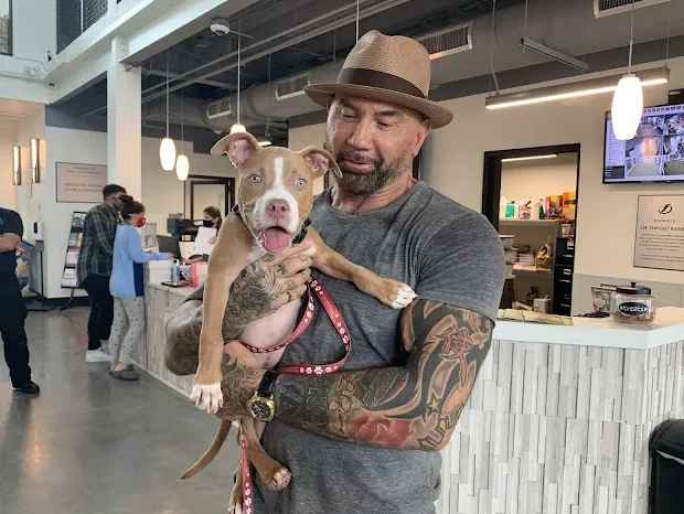 Dave Bautista Rescues Severely Abused Pit Bull Puppy Found Scavenging Trash in Cemetery. – Puppies Love
