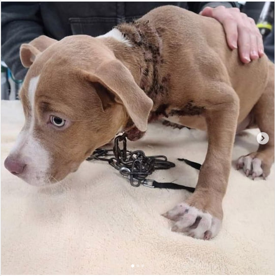 Dave Bautista Rescues Severely Abused Pit Bull Puppy Found Scavenging Trash in Cemetery. – Puppies Love