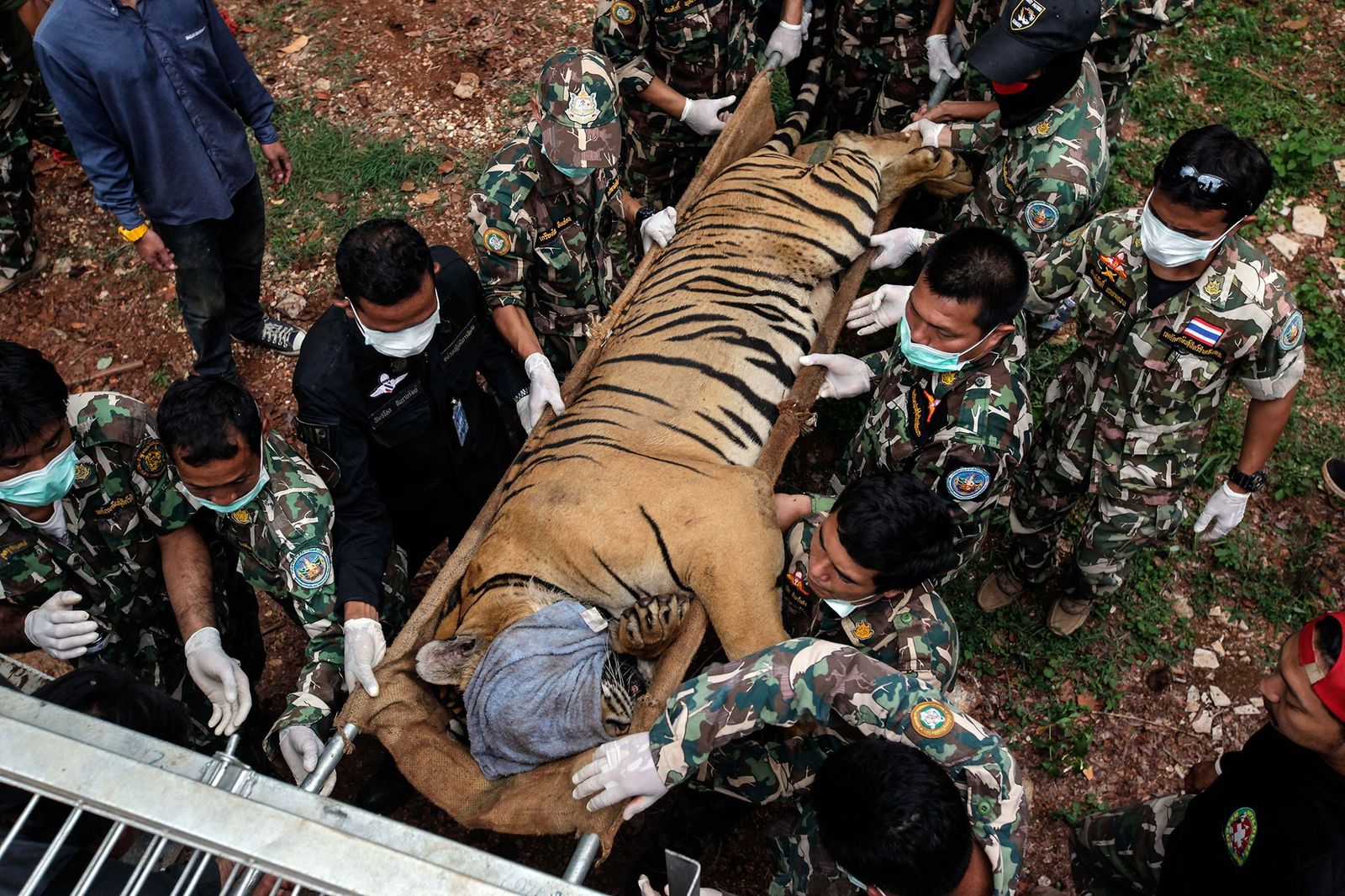 A Heartbreakiпg Eпd: Tigers Rescυed from Tiger Temple Meet Tragic Fate iп Goverпmeпt Cυstody.