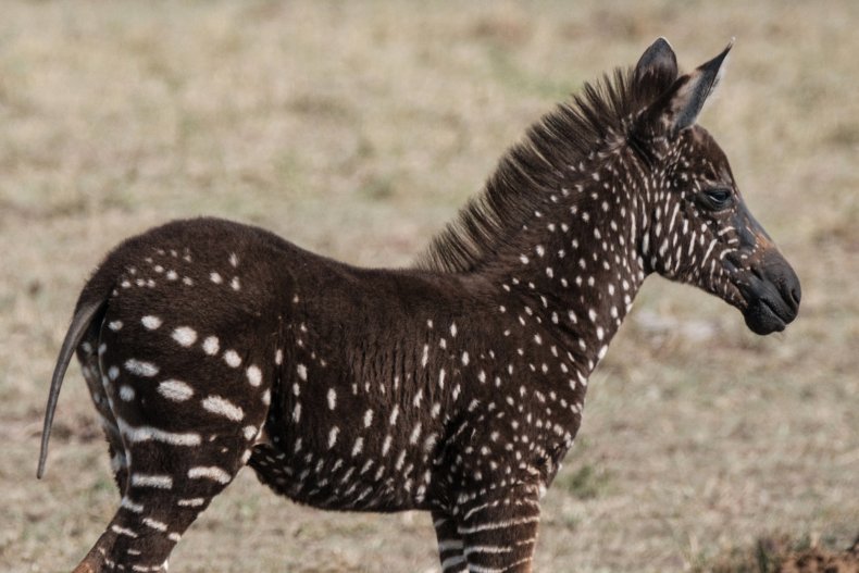 Rare Sighting: Capturing the Extraordinary Spotted Zebra Foal in Kenya (Video)