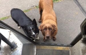 A UPS driver has a heartwarming connection with all the dogs on his delivery route