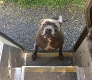 A UPS driver has a heartwarming connection with all the dogs on his delivery route