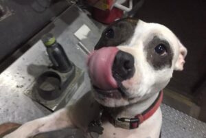 A UPS driver has a heartwarming connection with all the dogs on his delivery route