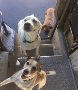 A UPS driver has a heartwarming connection with all the dogs on his delivery route