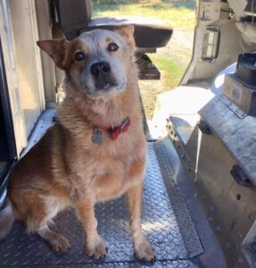 A UPS driver has a heartwarming connection with all the dogs on his delivery route