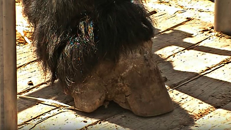 Farrier Trims The Overgrown Hooves Of The Draft Horse