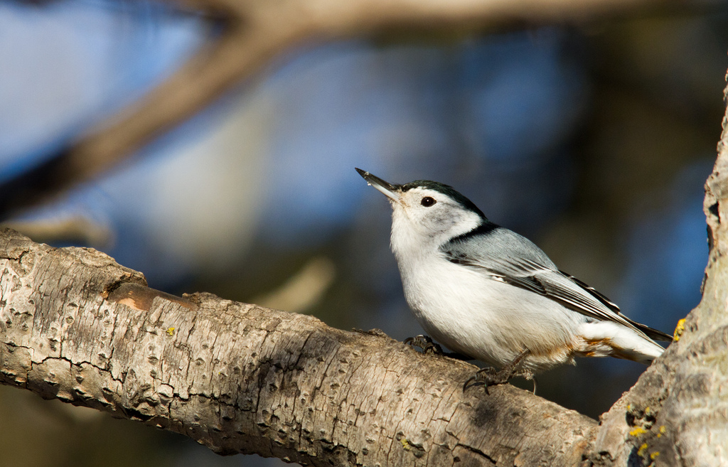 "Discovering the White-Breasted Nuthatch: Mastering Winter Forest Survival and Nature's Intricate Symphony"