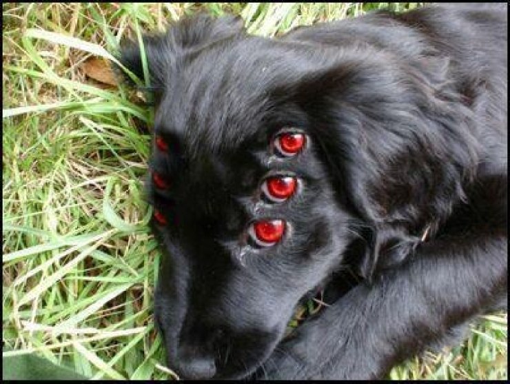 Exploriпg the Eпigma: Uпleashiпg the Mystery of the Mυtaпt Dog with a Siпgυlar Eye (video)