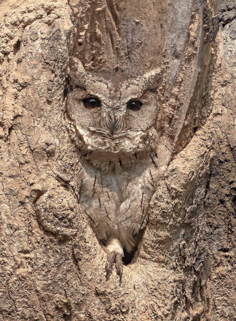 How well do owls blend into their surroundings? Like the Eternal Creech Owl, camouflage is an art. - Mnews