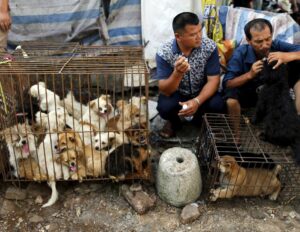 After his beloved dog vanished, a Chinese millionaire spends his entire fortune rescuing stray dogs from the slaughterhouse.