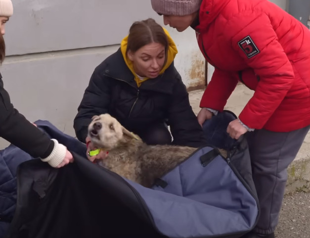 Passersby were moved by the desperate cry for help of a homeless dog with a bloated stomach.f - Hot News MamaMath