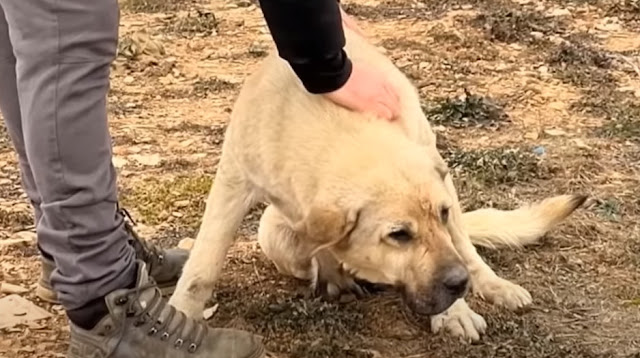 Mother dogs do not hesitate to travel dozens of kilometers to find abandoned puppies and use their bodies to protect them.f - Hot News MamaMath