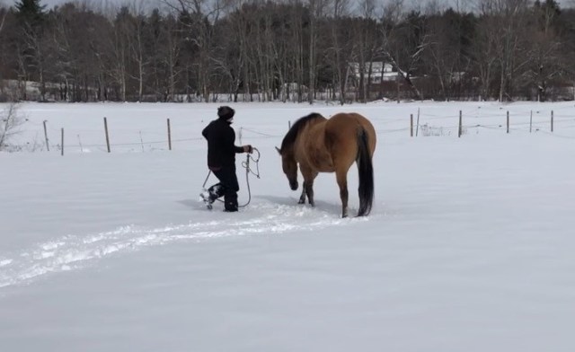 Hilarious Horse Makes Snow Angels With Her Owner Melting Hearts On Internet