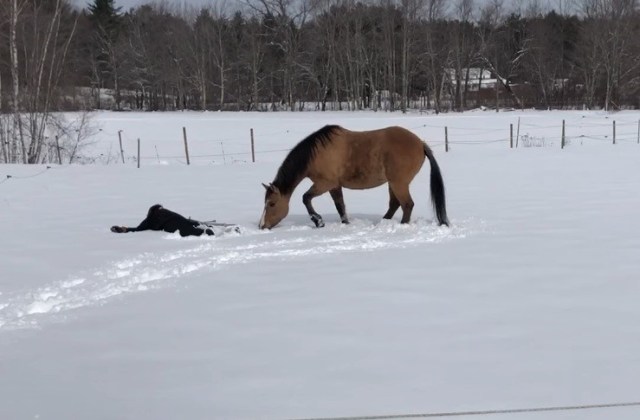 Hilarious Horse Makes Snow Angels With Her Owner Melting Hearts On Internet