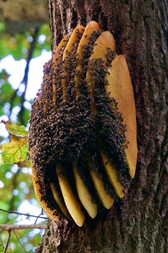 Creating An Intriguing Beehive: The Fascinating World Of Bee Architecture - Nature and Life