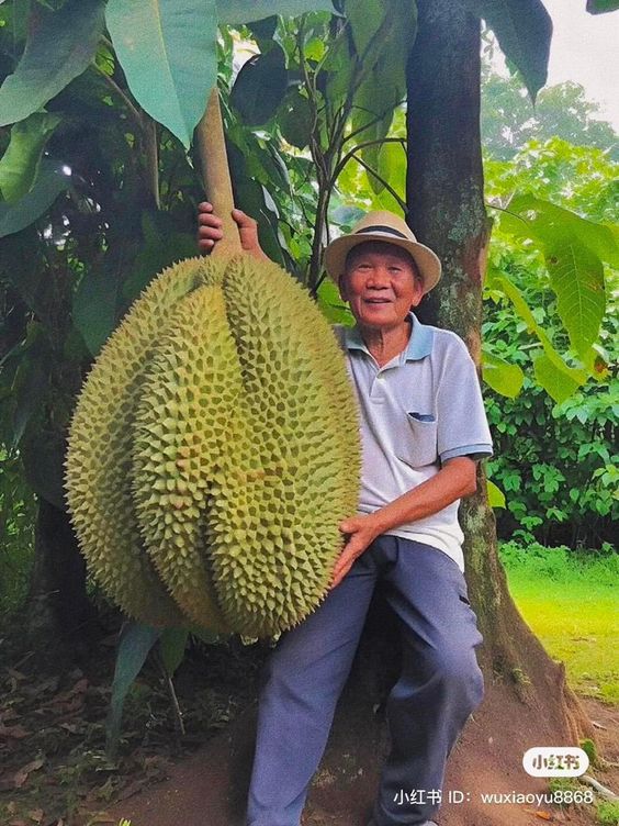 Exploring The Fascinating Evolution Of Jackfruit: Nature's Unique Delight With An Enigmatic Form Unveiled - Nature and Life