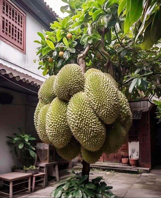 Exploring The Fascinating Evolution Of Jackfruit: Nature's Unique Delight With An Enigmatic Form Unveiled - Nature and Life