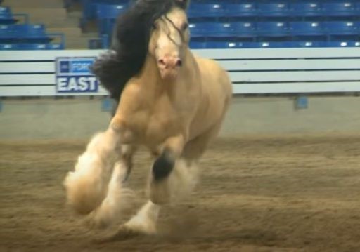 Grand Champion Stallion- the prestigious prize won by the beautiful buckskin Stallion horse (VIDEO)