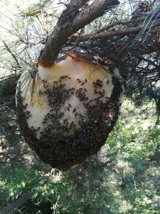 Creating An Intriguing Beehive: The Fascinating World Of Bee Architecture - Nature and Life