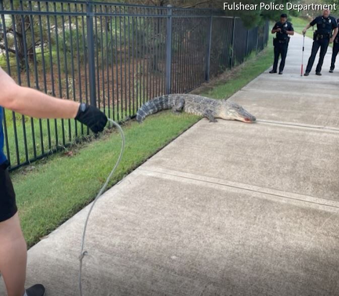 Gіɡапtіс 12-Foot Alligator Spotted in a Texas Residential Area – HUYENHUYEN