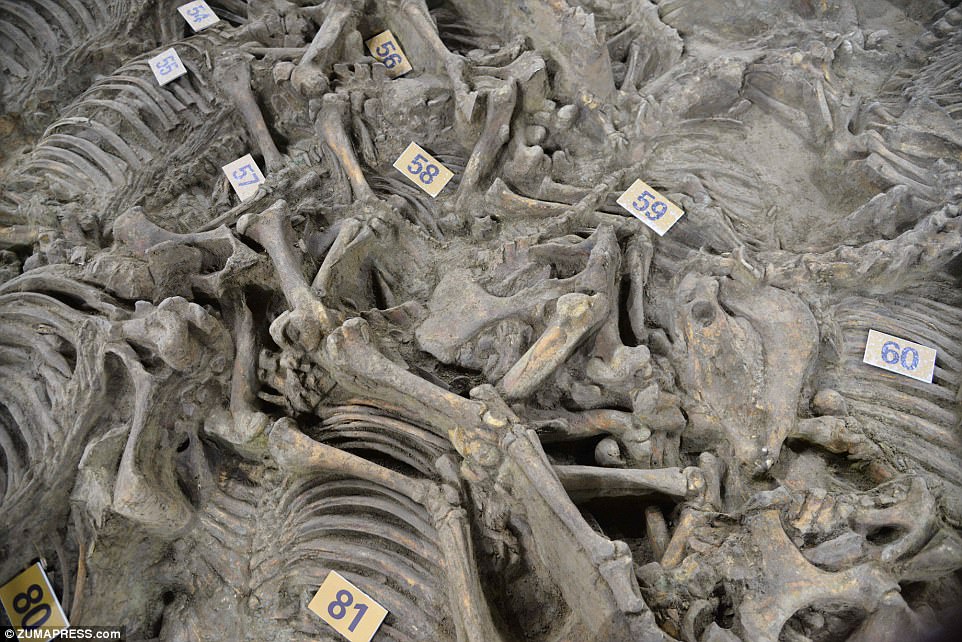 100 Horse Skeletons Discovered in 2,400-Year-Old Burial Pit Next to Tomb of Lord - T-News