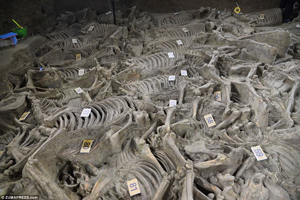 100 Horse Skeletons Discovered in 2,400-Year-Old Burial Pit Next to Tomb of Lord - T-News