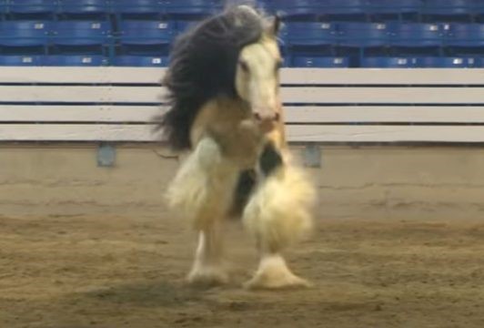 Grand Champion Stallion- the prestigious prize won by the beautiful buckskin Stallion horse (VIDEO)