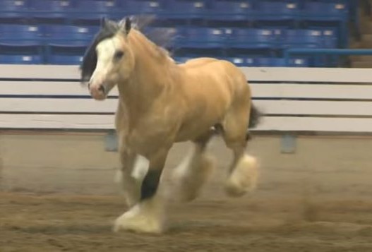 Grand Champion Stallion- the prestigious prize won by the beautiful buckskin Stallion horse (VIDEO)