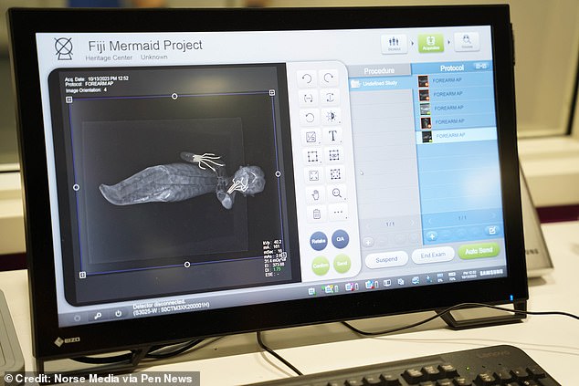 Unravelling the mystery of the 'Fiji Mermaid': Scans confirm bizarre creature discovered in Japan is part fish, part monkey, and part reptile - T-News