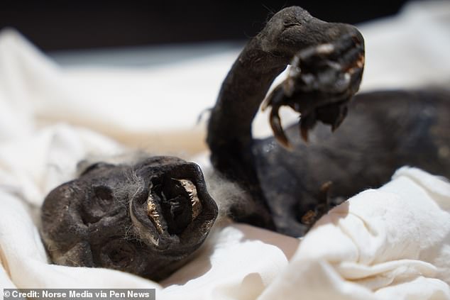 Unravelling the mystery of the 'Fiji Mermaid': Scans confirm bizarre creature discovered in Japan is part fish, part monkey, and part reptile - T-News