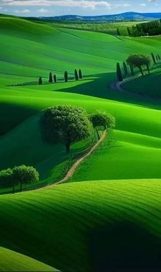 Nature’s Dreamy Painting: Shades of Green Embrace the Landscape.VoUyen