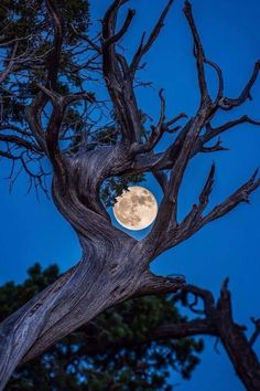 Nature’s Embrace: Enveloped in the Full Moon’s Glow.VoUyen