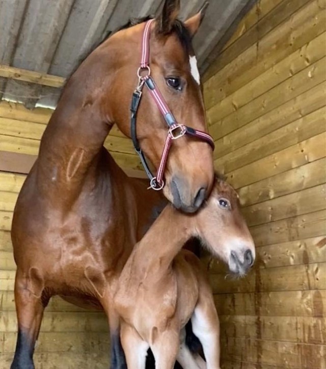 Gentle Mother Horse Takes Care Of Orphaned Baby Foal