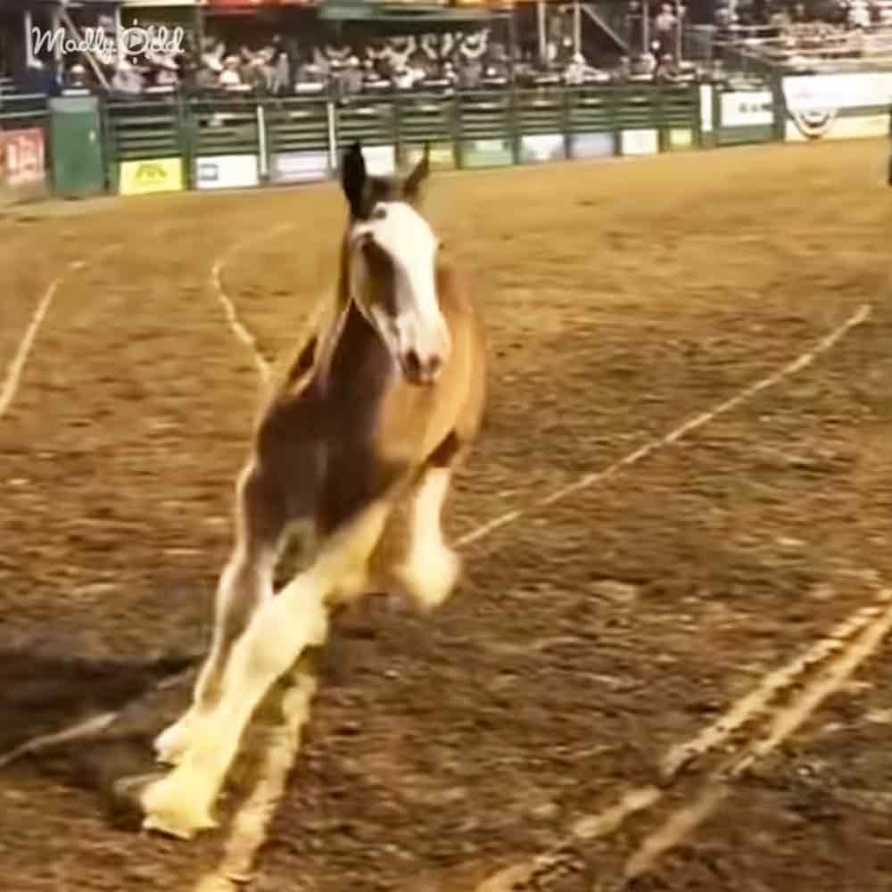 Clydesdale Foal Steals The Show After Seeing Mom Performing
