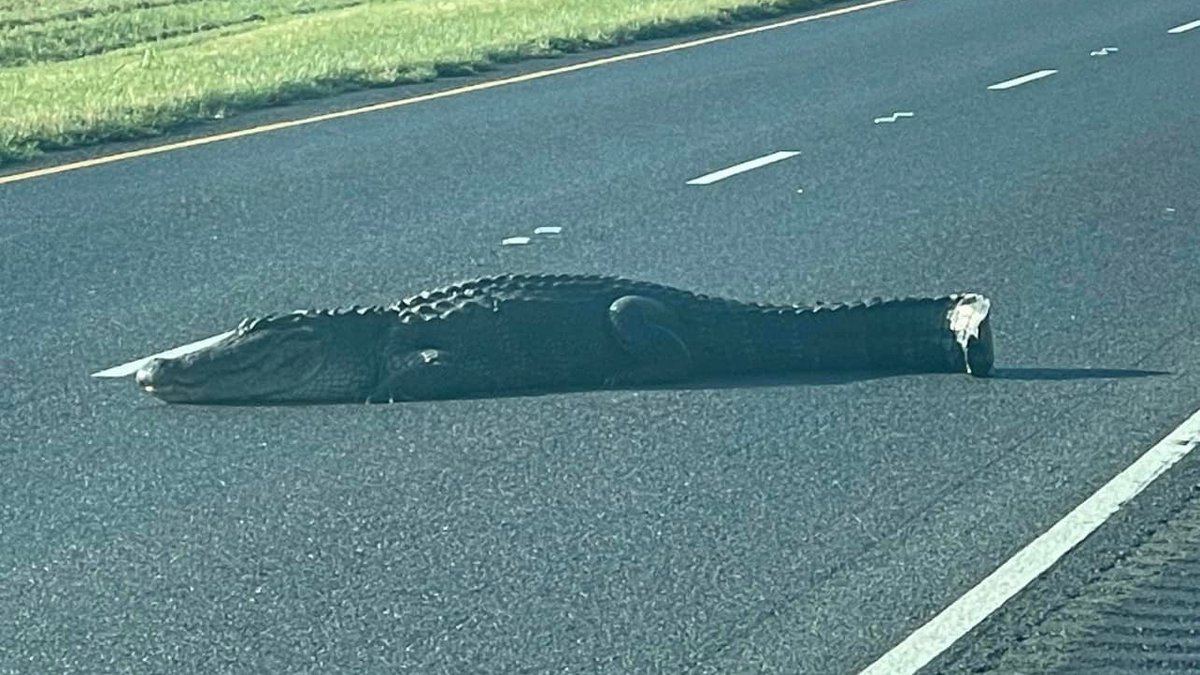 Gіɡапtіс 12-Foot Alligator Spotted in a Texas Residential Area – HUYENHUYEN