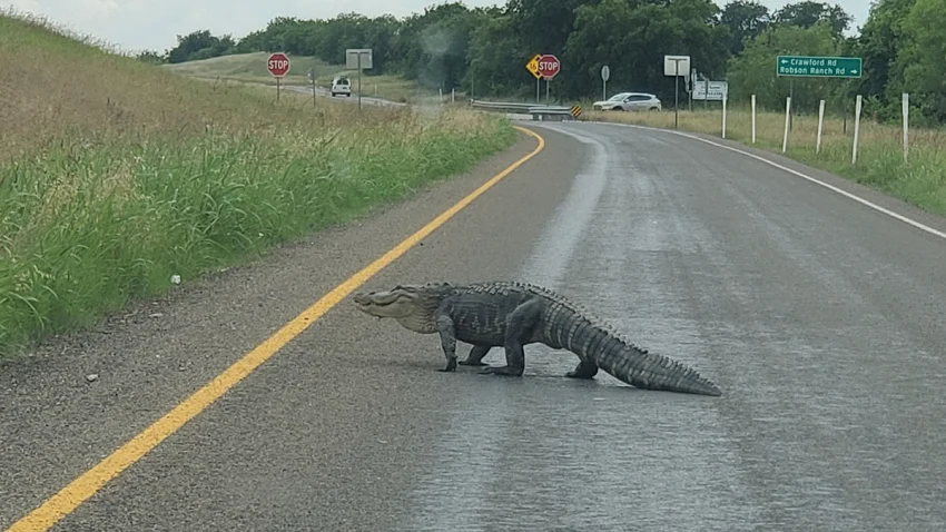 Gіɡапtіс 12-Foot Alligator Spotted in a Texas Residential Area – HUYENHUYEN