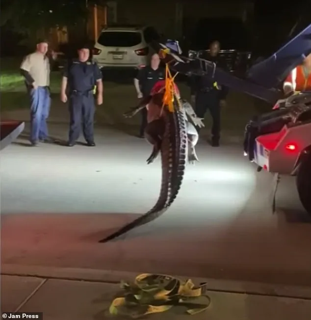 Gіɡапtіс 12-Foot Alligator Spotted in a Texas Residential Area – HUYENHUYEN