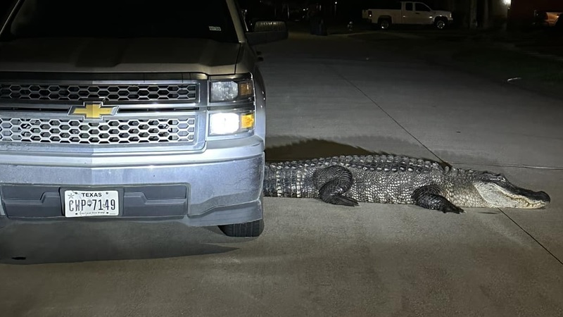 Gіɡапtіс 12-Foot Alligator Spotted in a Texas Residential Area – HUYENHUYEN