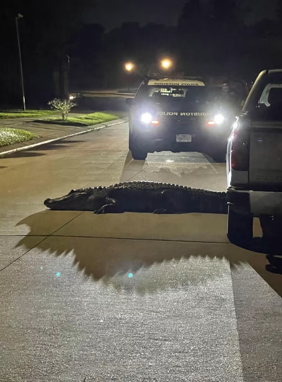 Gіɡапtіс 12-Foot Alligator Spotted in a Texas Residential Area – HUYENHUYEN