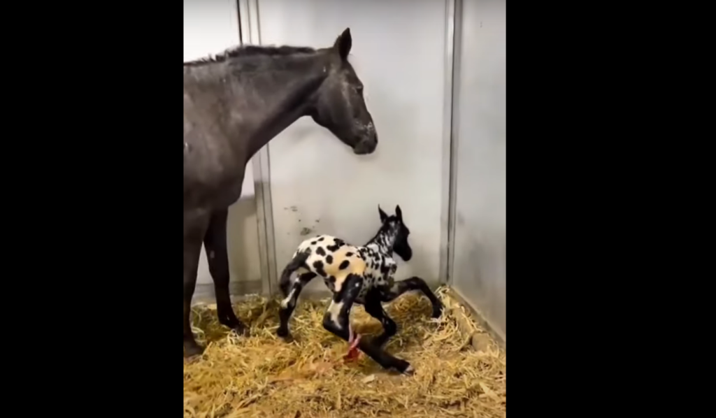 Newborn Baby Foal Tries To Stand Up For The First Time